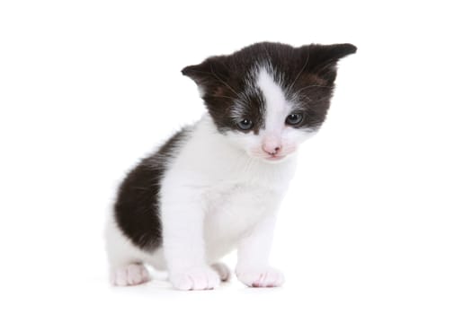 Cute Little Kitten Portrait in Studio on White Background