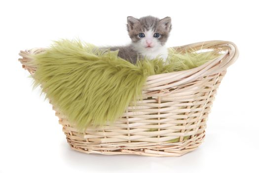 Cute Little Kitten Portrait in Studio on White Background