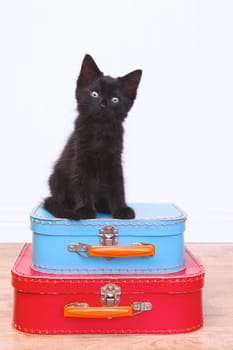 Curious Black Kitten Sitting Atop Luggage on White
