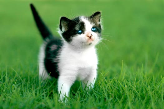 Cute Little Kitten Outdoors in Natural Light