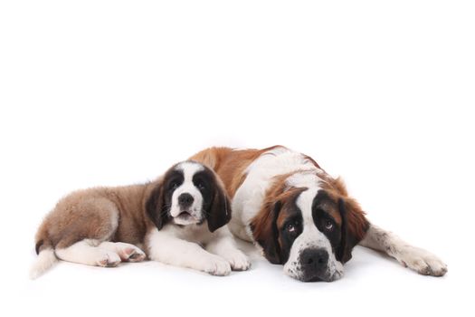 Two Saint Bernard Puppies Together on a White Background