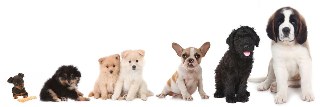 Lineup of 5 Different Breeds of Puppy Dogs on White