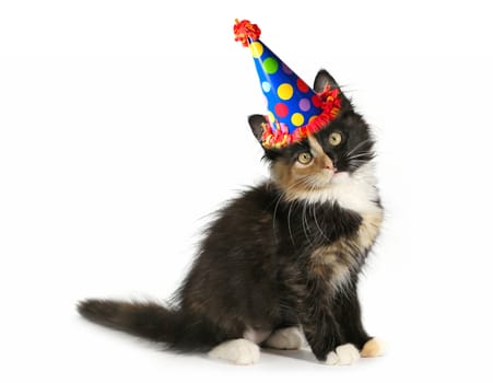 Kitten on a White Background With Birthday Hat