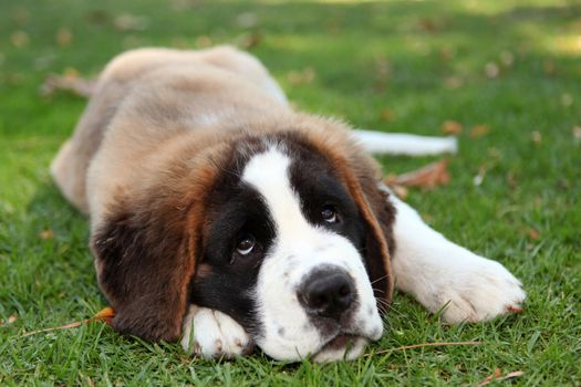 Saint Bernard Puppy Dog Outdoors in the Grass