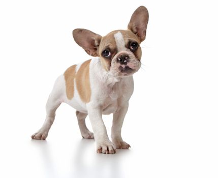 Curious and Cute Puppy Dog With Head Tilted in Curiosity