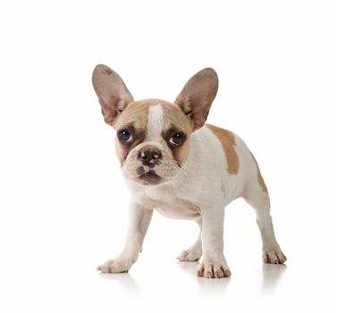 Interested Puppy on White Background Studio Shot