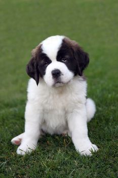 Adorable Saint Bernard Puppy Portrait