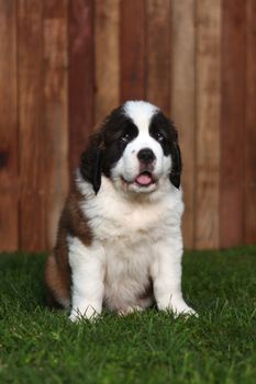 Cute and Adorable Saint Bernard Pups 