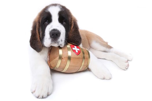 Saint Bernard puppy with a rescue barrel around the neck