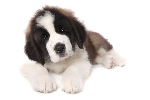 Sweet Adorable Saint Bernard Puppy Lying Down on White Background