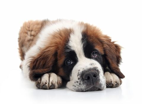 Saint Bernard Puppy Lying Down With Sweet Expression