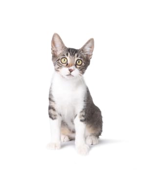 Sitting Little Kitten on White Background