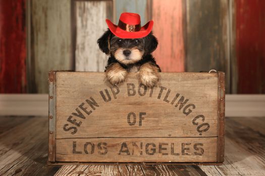 Teacup Yorkie Puppy in Adorable Backdrops and Prop for Calendar or Cards