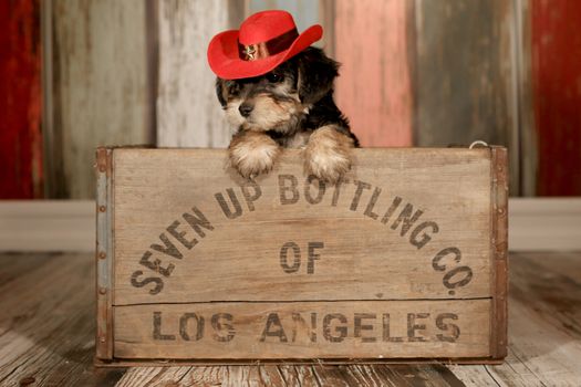 Teacup Yorkie Puppy in Adorable Backdrops and Prop for Calendar or Cards