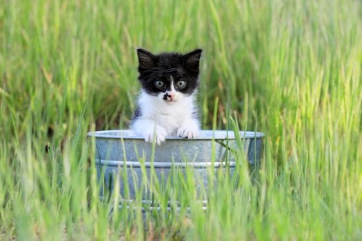 Adorable Kitten Outdoors in Green Tall Grass on a Sunny Day