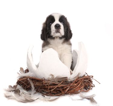 Saint Bernard Puppy on White Background Sitting in a Cracked Egg Nest
