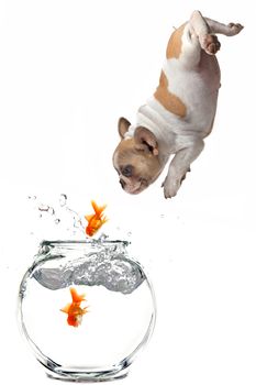 Humorous Image of a Puppy Following Jumping Goldfish Into a Fishbowl