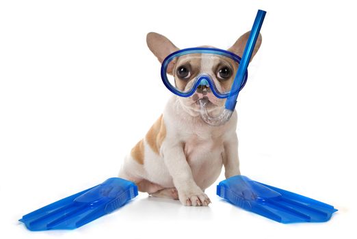 Sitting Puppy Dog With Snorkeling Gear of a Mask With Fins. Studio Shot