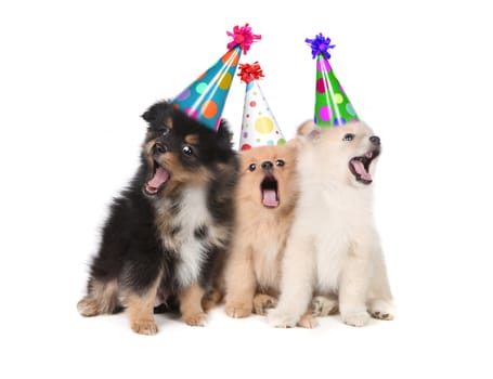 Humorous Puppies Singing the Happy Birthday Song Wearing Silly Hats