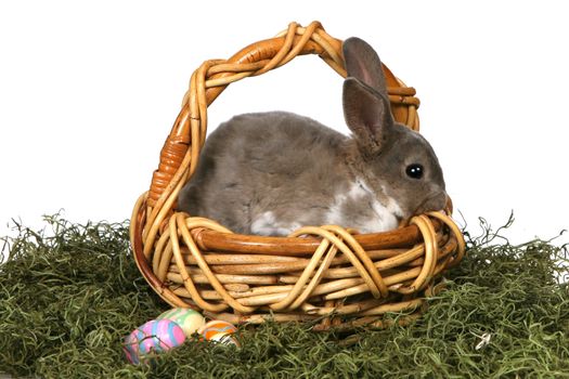 Grey Easter Rabbit Bunny in Basket With Eggs Isolated on White