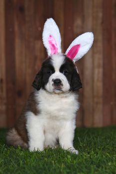 Saint Bernard Puppy Wearing Bunny Ears