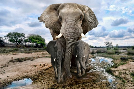 Beautiful Images of of African Elephants in Africa