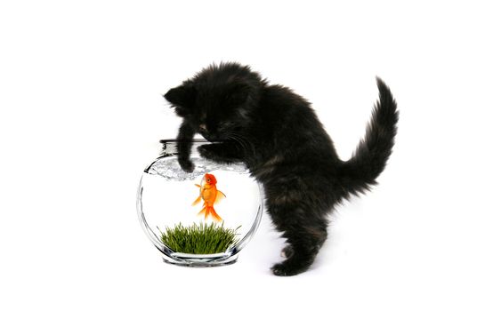 Black Baby Kitten Curiously Playing With a Goldfish in the Water