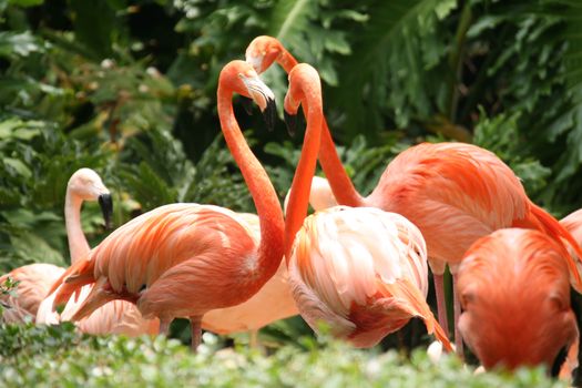 Group of Orange Beautifully Feathered Flamingo Birds