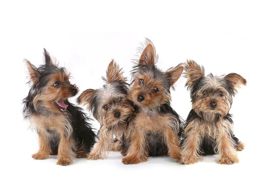 Tiny Yorkshire Terrier Puppies Sitting on White Background  