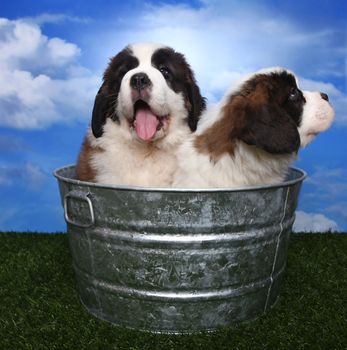 Cute and Adorable Saint Bernard Pups 