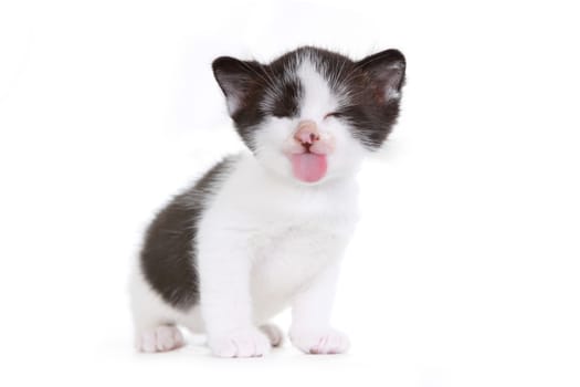 Cute Little Kitten Portrait in Studio on White Background