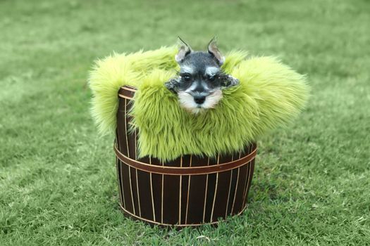 Adorable Miniature Schnauzer Puppy Outdoors