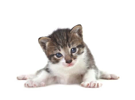 Adorable Cute Kitten on a White Background