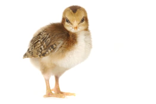 Cute Baby Chick Chicken on White Background