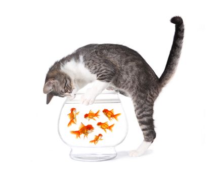 Kitten Fishing for Gold Fish in an Aquarium Bowl