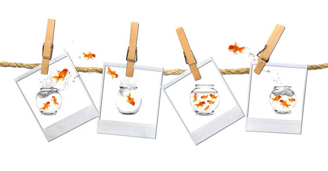 Looking or a Stable Place: Goldfish Escape