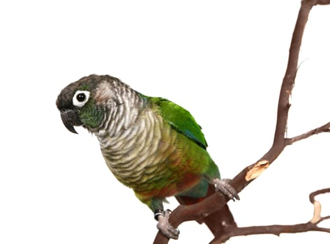 Green Cheek Conure on White