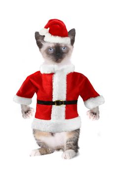 Mad Angry Siamese Cat Wearing a Santa Claus Suit