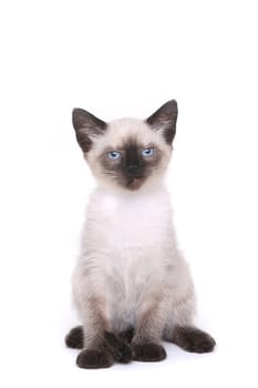 Siamese Kitten on White 