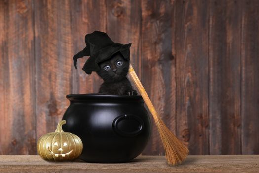 Cute Kitten Dressed as a Halloween Witch With Hat and Broom in Cauldron