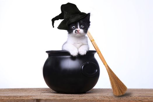 Cute Kitten Dressed as a Halloween Witch With Hat and Broom in Cauldron