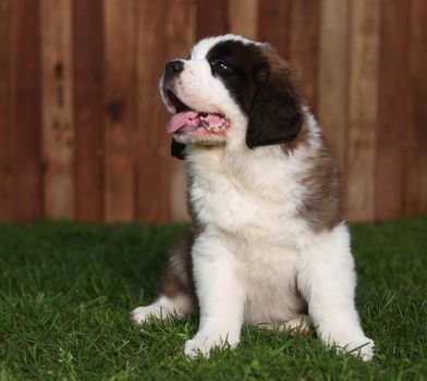 Adorable Saint Bernard Puppy Portrait. Image is slightly soft.