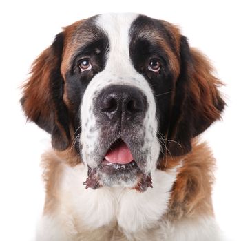 Adorable Saint Bernard Purebred Puppy 