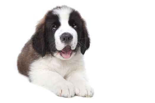 Adorable Saint Bernard Purebred Puppy 