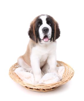 Happy Cute Saint Bernard Puppy Dog on White