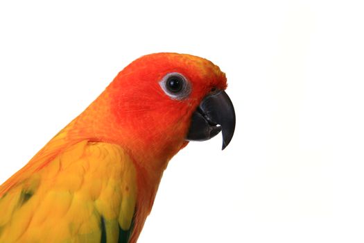 Bold Colored Head Shot of A Sun Conure Bird Parrot on a Tree Branch