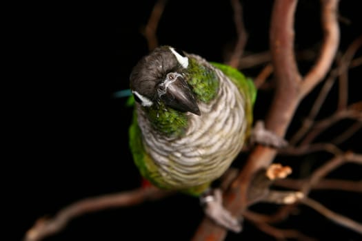 High DOF Image of Green Cheek Conure Looking Straight at the Camera