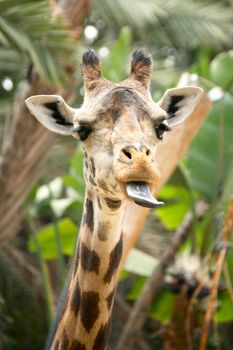 A Funny Giraffe Sticking Out It's Tongue