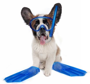Funny Saint Bernard puppy dog wearing snorkeling gear. Humorous composite image.