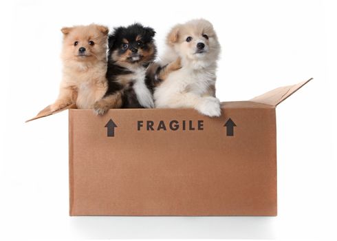 Humorous Image of 3 Pomeranian Puppies in a Cardboard Box on White